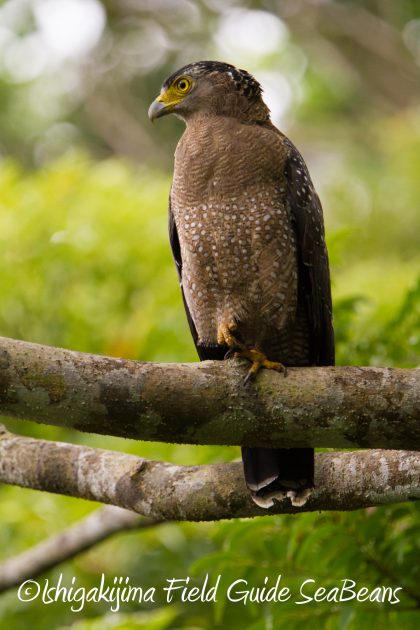 9月1日石垣島バードウオッチング&野鳥撮影ガイド15