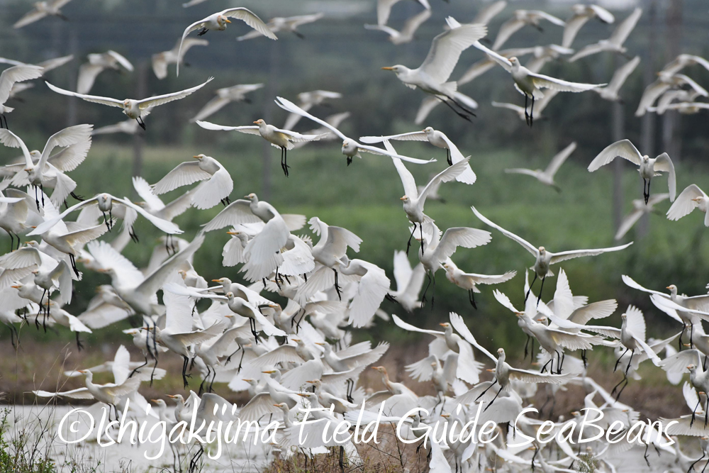 嵐の後、石垣島は野鳥が沢山!!カタグロトビ＆オオチドリなど。バードウオッチング＆野鳥撮影。