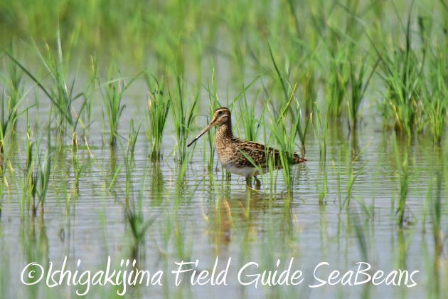 9月4日石垣島バードウオッチング&野鳥撮影ガイド14