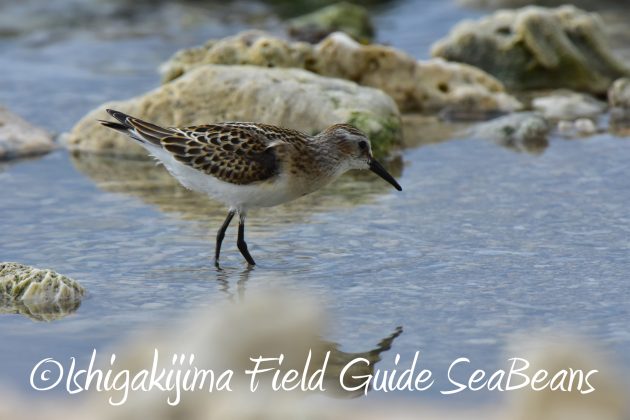 9月2日石垣島ヨーロッパトウネン2