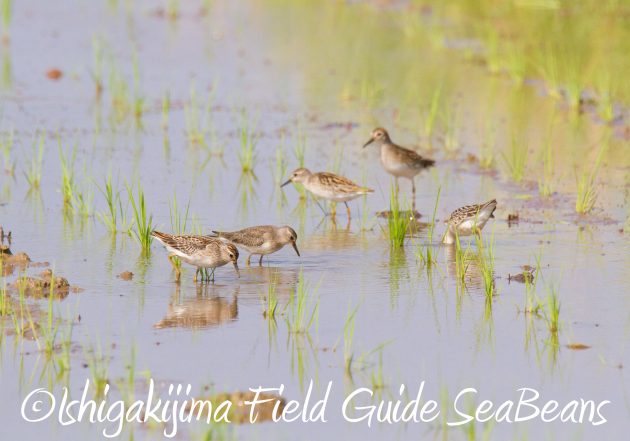 9月3日石垣島バードウオッチング＆野鳥撮影ガイド7