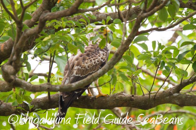 9月1日石垣島バードウオッチング&野鳥撮影ガイド13