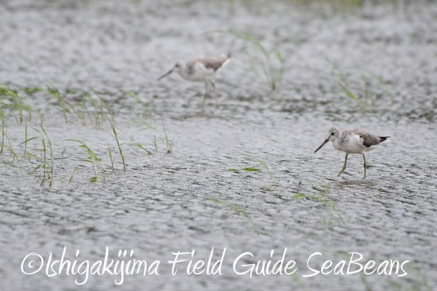 9%e6%9c%8814%e6%97%a5%e7%9f%b3%e5%9e%a3%e5%b3%b6%e3%83%90%e3%83%bc%e3%83%89%e3%82%a6%e3%82%aa%e3%83%83%e3%83%81%e3%83%b3%e3%82%b0%ef%bc%86%e9%87%8e%e9%b3%a5%e6%92%ae%e5%bd%b1%e3%82%ac%e3%82%a4