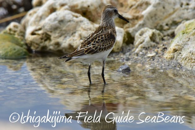 9月2日石垣島ヨーロッパトウネン6