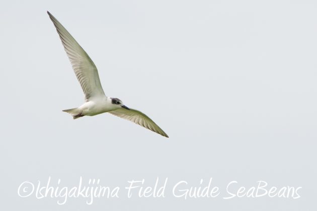 9%e6%9c%8820%e6%97%a5%e7%9f%b3%e5%9e%a3%e5%b3%b6%e3%83%90%e3%83%bc%e3%83%89%e3%82%a6%e3%82%aa%e3%83%83%e3%83%81%e3%83%b3%e3%82%b0%ef%bc%86%e9%87%8e%e9%b3%a5%e6%92%ae%e5%bd%b1%e3%82%ac%e3%82%a4