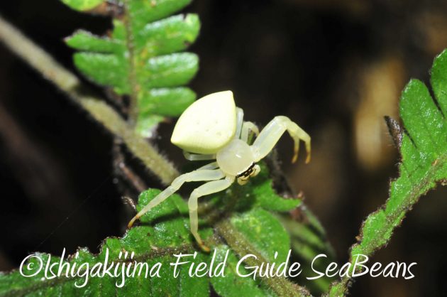 9%e6%9c%8814%e6%97%a5%e7%9f%b3%e5%9e%a3%e5%b3%b6%e3%83%8a%e3%82%a4%e3%83%88%e3%83%84%e3%82%a2%e3%83%bc9