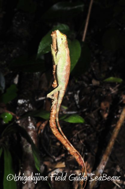 9%e6%9c%8814%e6%97%a5%e7%9f%b3%e5%9e%a3%e5%b3%b6%e3%83%8a%e3%82%a4%e3%83%88%e3%83%84%e3%82%a2%e3%83%bc6