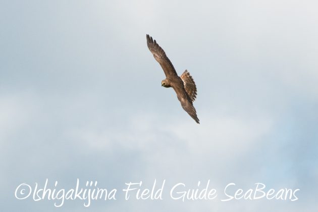 9%e6%9c%8812%e6%97%a5%e7%9f%b3%e5%9e%a3%e5%b3%b6%e3%83%90%e3%83%bc%e3%83%89%e3%82%a6%e3%82%aa%e3%83%83%e3%83%81%e3%83%b3%e3%82%b0%ef%bc%86%e9%87%8e%e9%b3%a5%e6%92%ae%e5%bd%b1%e3%82%ac%e3%82%a4