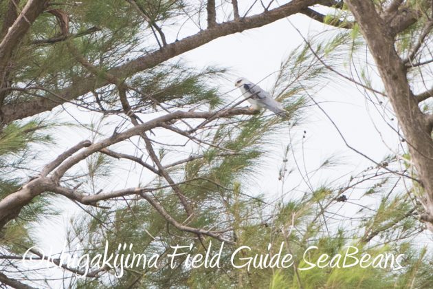 9%e6%9c%8814%e6%97%a5%e7%9f%b3%e5%9e%a3%e5%b3%b6%e3%83%90%e3%83%bc%e3%83%89%e3%82%a6%e3%82%aa%e3%83%83%e3%83%81%e3%83%b3%e3%82%b0%ef%bc%86%e9%87%8e%e9%b3%a5%e6%92%ae%e5%bd%b1%e3%82%ac%e3%82%a4