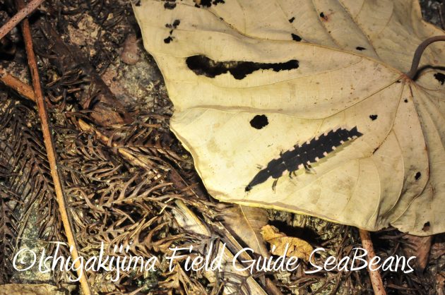 9月1日石垣島ナイトツアー6