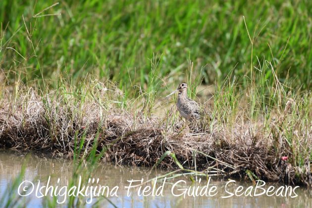 9%e6%9c%8830%e6%97%a5%e7%9f%b3%e5%9e%a3%e5%b3%b6%e3%83%90%e3%83%bc%e3%83%89%e3%82%a6%e3%82%aa%e3%83%83%e3%83%81%e3%83%b3%e3%82%b0%ef%bc%86%e9%87%8e%e9%b3%a5%e6%92%ae%e5%bd%b1%e3%82%ac%e3%82%a4