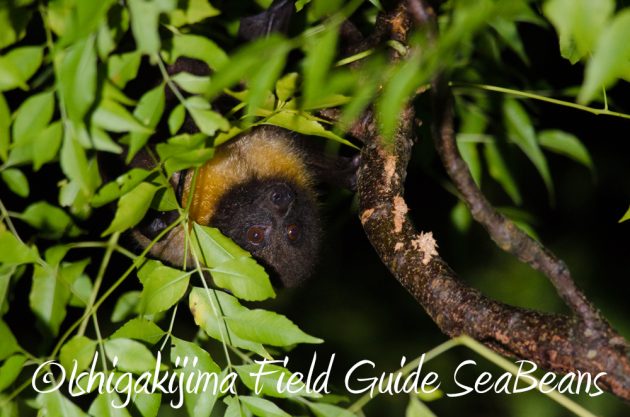 9%e6%9c%88%ef%bc%91%ef%bc%91%e6%97%a5%e7%9f%b3%e5%9e%a3%e5%b3%b6%e3%83%8a%e3%82%a4%e3%83%88%e3%83%84%e3%82%a2%e3%83%bc17