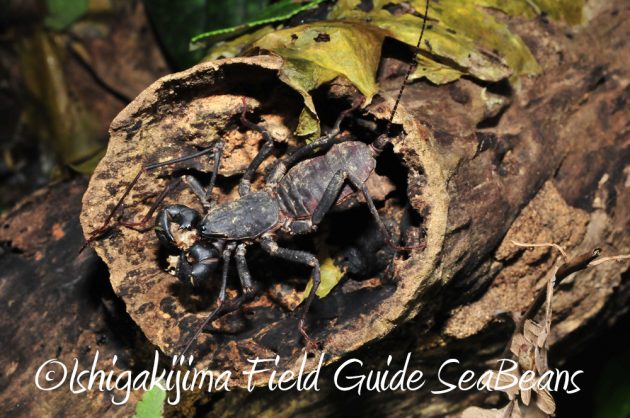 9%e6%9c%8819%e6%97%a5%e7%9f%b3%e5%9e%a3%e5%b3%b6%e3%83%8a%e3%82%a4%e3%83%88%e3%83%84%e3%82%a2%e3%83%bc9