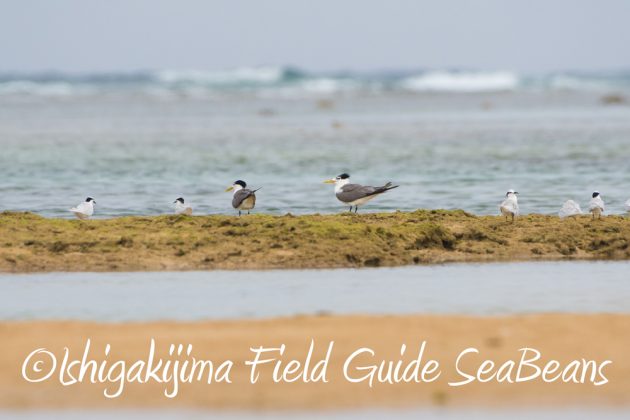 C-_Users_SeaBeans_Desktop_9月5日石垣島バードウオッチング＆野鳥撮影ガイド17