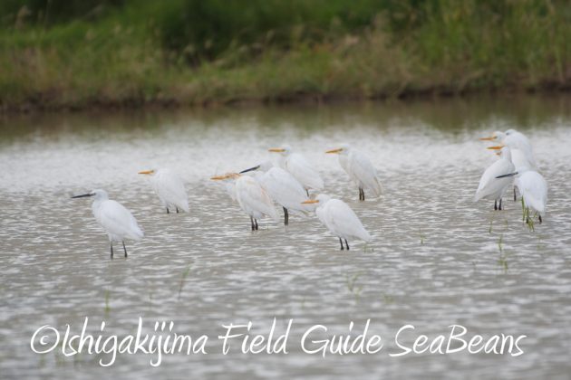 9%e6%9c%8821%e6%97%a5%e7%9f%b3%e5%9e%a3%e5%b3%b6%e3%83%90%e3%83%bc%e3%83%89%e3%82%a6%e3%82%aa%e3%83%83%e3%83%81%e3%83%b3%e3%82%b0%ef%bc%86%e9%87%8e%e9%b3%a5%e6%92%ae%e5%bd%b1%e3%82%ac%e3%82%a4