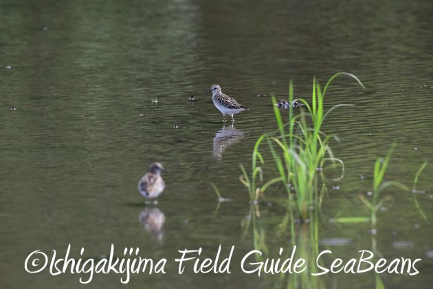 9%e6%9c%889%e6%97%a5%e7%9f%b3%e5%9e%a3%e5%b3%b6%e3%83%90%e3%83%bc%e3%83%89%e3%82%a6%e3%82%aa%e3%83%83%e3%83%81%e3%83%b3%e3%82%b0%ef%bc%86%e9%87%8e%e9%b3%a5%e6%92%ae%e5%bd%b1%e3%82%ac%e3%82%a4%e3%83%89