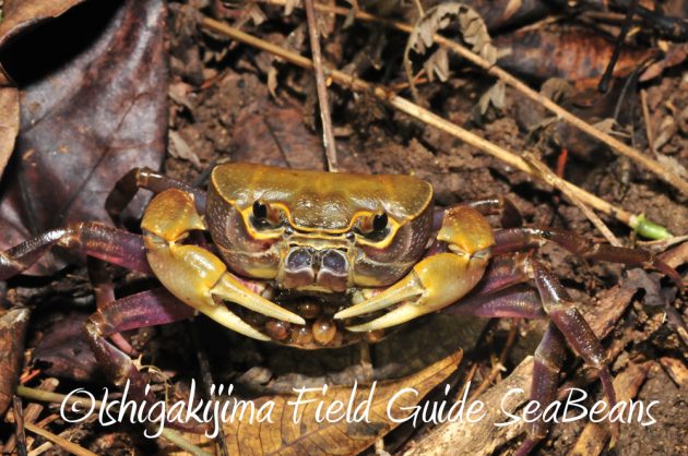 9%e6%9c%8810%e6%97%a5%e7%9f%b3%e5%9e%a3%e5%b3%b6%e3%83%8a%e3%82%a4%e3%83%88%e3%83%84%e3%82%a2%e3%83%bc13