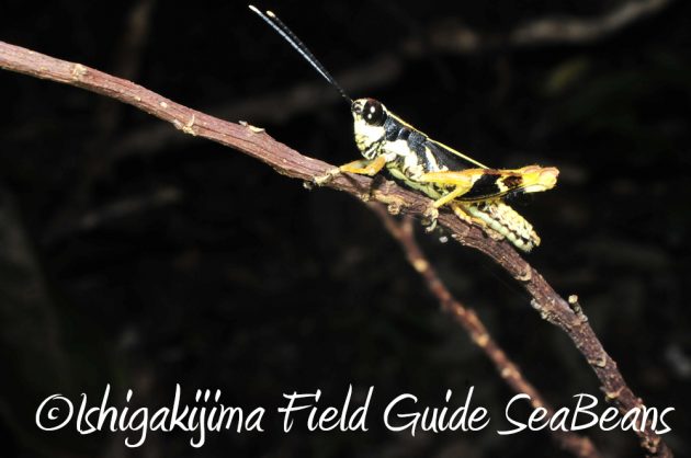 9%e6%9c%8825%e6%97%a5%e7%9f%b3%e5%9e%a3%e5%b3%b6%e3%83%8a%e3%82%a4%e3%83%88%e3%83%84%e3%82%a2%e3%83%bc8