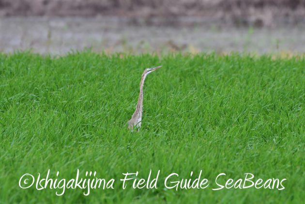 9%e6%9c%888%e6%97%a5%e7%9f%b3%e5%9e%a3%e5%b3%b6%e3%83%90%e3%83%bc%e3%83%89%e3%82%a6%e3%82%aa%e3%83%83%e3%83%81%e3%83%b3%e3%82%b0%e3%82%ac%e3%82%a4%e3%83%8912