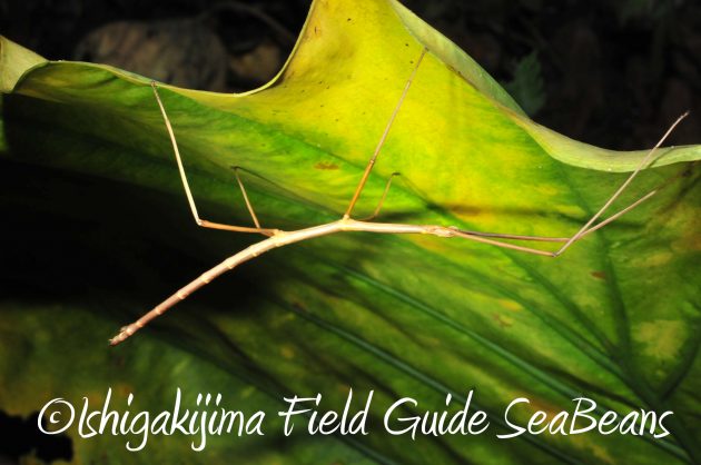 9月1日石垣島ナイトツアー12