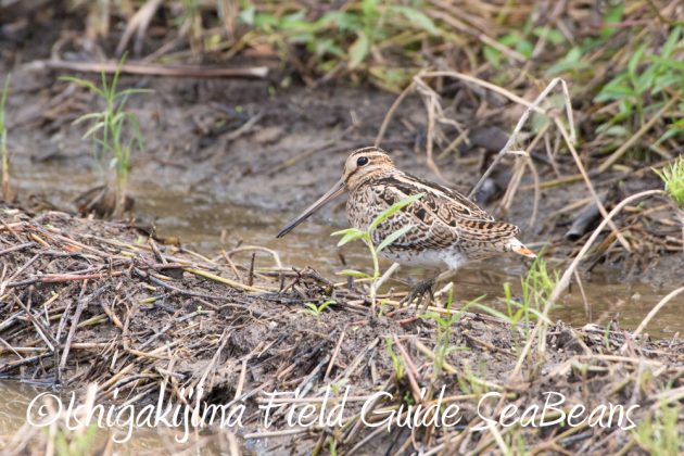 9%e6%9c%8823%e6%97%a5%e7%9f%b3%e5%9e%a3%e5%b3%b6%e3%83%90%e3%83%bc%e3%83%89%e3%82%a6%e3%82%aa%e3%83%83%e3%83%81%e3%83%b3%e3%82%b0%ef%bc%86%e9%87%8e%e9%b3%a5%e6%92%ae%e5%bd%b1%e3%82%ac%e3%82%a4