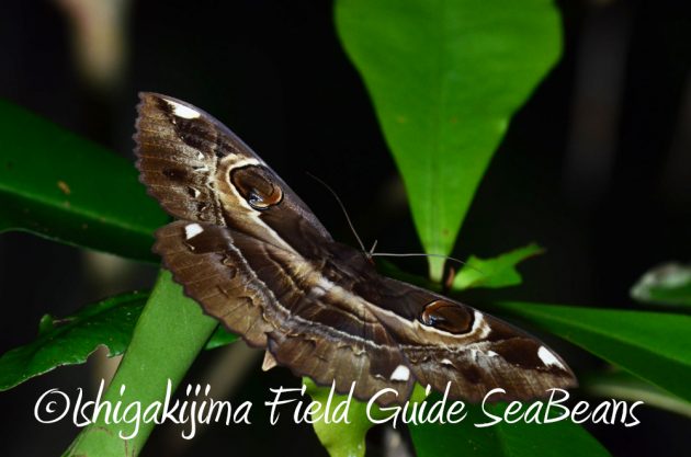 9%e6%9c%8822%e6%97%a5%e7%9f%b3%e5%9e%a3%e5%b3%b6%e3%83%8a%e3%82%a4%e3%83%88%e3%83%84%e3%82%a2%e3%83%bc21