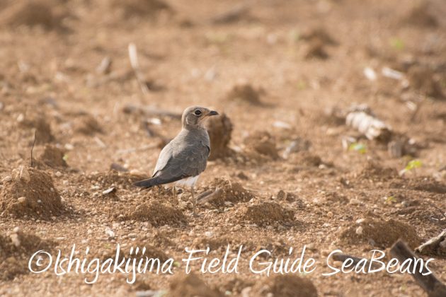 9%e6%9c%8815%e6%97%a5%e7%9f%b3%e5%9e%a3%e5%b3%b6%e9%b3%a5%e7%8d%a3%e4%bf%9d%e8%ad%b7%e5%8c%ba%e5%9f%9f%e5%b7%a1%e5%9b%9e%e8%aa%bf%e6%9f%bb4