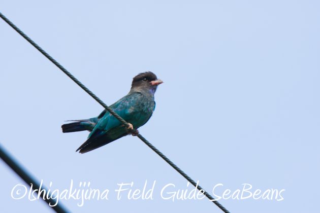 9%e6%9c%8815%e6%97%a5%e7%9f%b3%e5%9e%a3%e5%b3%b6%e9%b3%a5%e7%8d%a3%e4%bf%9d%e8%ad%b7%e5%8c%ba%e5%9f%9f%e5%b7%a1%e5%9b%9e%e8%aa%bf%e6%9f%bb12