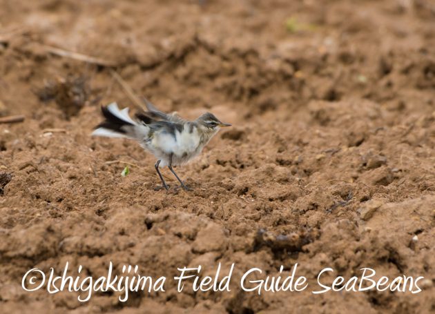 9%e6%9c%8810%e6%97%a5%e7%9f%b3%e5%9e%a3%e5%b3%b6%e3%83%90%e3%83%bc%e3%83%89%e3%82%a6%e3%82%aa%e3%83%83%e3%83%81%e3%83%b3%e3%82%b0%ef%bc%86%e9%87%8e%e9%b3%a5%e6%92%ae%e5%bd%b1%e3%82%ac%e3%82%a4