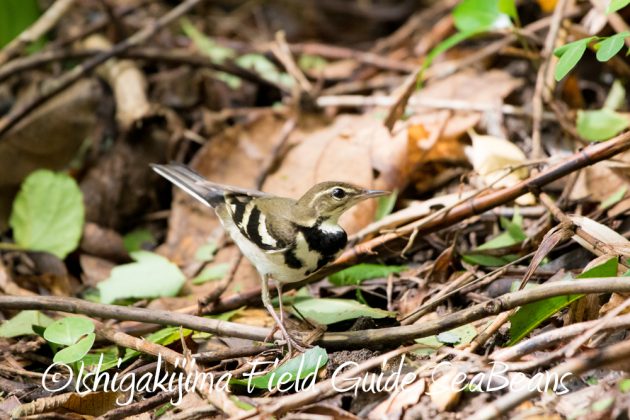 9%e6%9c%8828%e6%97%a5%e7%9f%b3%e5%9e%a3%e5%b3%b6%e3%83%90%e3%83%bc%e3%83%89%e3%82%a6%e3%82%aa%e3%83%83%e3%83%81%e3%83%b3%e3%82%b0%ef%bc%86%e9%87%8e%e9%b3%a5%e8%a6%b3%e5%af%9f%e3%82%ac%e3%82%a4