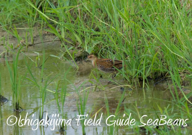 9月1日石垣島バードウオッチング&野鳥撮影ガイド2