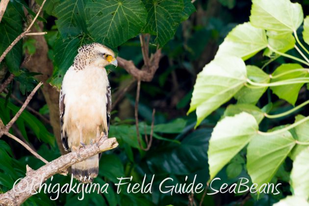 9%e6%9c%8826%e6%97%a5%e7%9f%b3%e5%9e%a3%e5%b3%b6%e3%83%90%e3%83%bc%e3%83%89%e3%82%a6%e3%82%aa%e3%83%83%e3%83%81%e3%83%b3%e3%82%b0%ef%bc%86%e9%87%8e%e9%b3%a5%e6%92%ae%e5%bd%b1%e3%82%ac%e3%82%a4