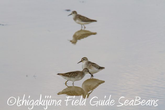 9月1日石垣島バードウオッチング&野鳥撮影ガイド8