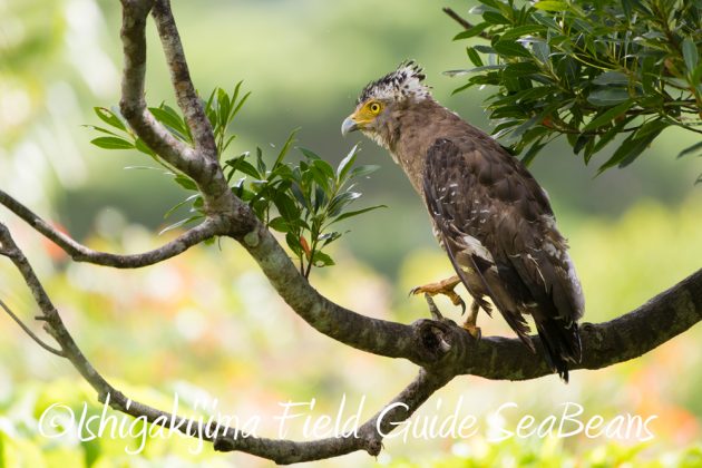 9%e6%9c%8825%e6%97%a5%e7%9f%b3%e5%9e%a3%e5%b3%b6%e3%83%90%e3%83%bc%e3%83%89%e3%82%a6%e3%82%aa%e3%83%83%e3%83%81%e3%83%b3%e3%82%b0%ef%bc%86%e9%87%8e%e9%b3%a5%e8%a6%b3%e5%af%9f%e3%82%ac%e3%82%a4