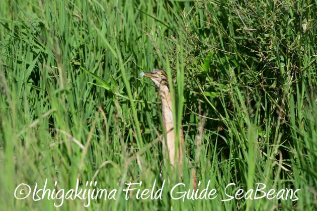 9%e6%9c%8824%e6%97%a5%e7%9f%b3%e5%9e%a3%e5%b3%b6%e3%83%90%e3%83%bc%e3%83%89%e3%82%a6%e3%82%aa%e3%83%83%e3%83%81%e3%83%b3%e3%82%b0%ef%bc%86%e9%87%8e%e9%b3%a5%e6%92%ae%e5%bd%b1%e3%82%ac%e3%82%a4