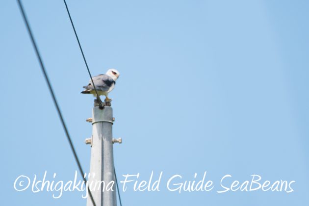 9%e6%9c%8824%e6%97%a5%e7%9f%b3%e5%9e%a3%e5%b3%b6%e3%83%90%e3%83%bc%e3%83%89%e3%82%a6%e3%82%aa%e3%83%83%e3%83%81%e3%83%b3%e3%82%b0%ef%bc%86%e9%87%8e%e9%b3%a5%e6%92%ae%e5%bd%b1%e3%82%ac%e3%82%a4