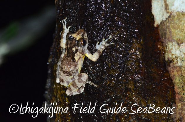 9%e6%9c%8814%e6%97%a5%e7%9f%b3%e5%9e%a3%e5%b3%b6%e3%83%8a%e3%82%a4%e3%83%88%e3%83%84%e3%82%a2%e3%83%bc18