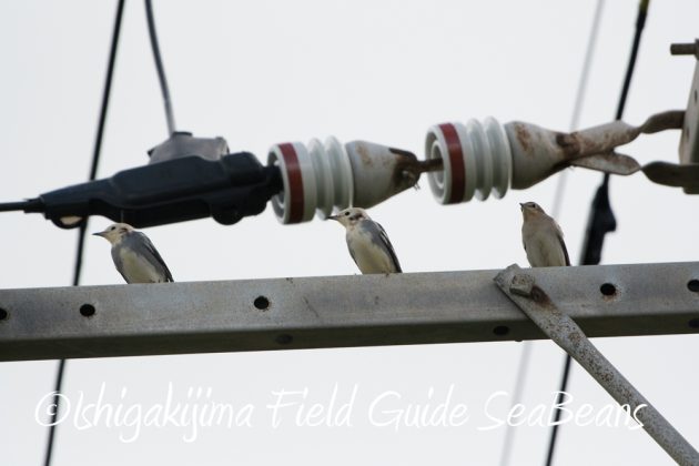 9%e6%9c%8825%e6%97%a5%e7%9f%b3%e5%9e%a3%e5%b3%b6%e3%83%90%e3%83%bc%e3%83%89%e3%82%a6%e3%82%aa%e3%83%83%e3%83%81%e3%83%b3%e3%82%b0%ef%bc%86%e9%87%8e%e9%b3%a5%e8%a6%b3%e5%af%9f%e3%82%ac%e3%82%a4