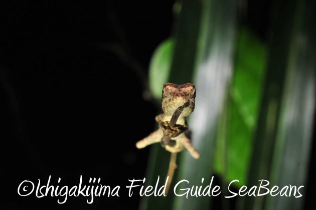 9月1日石垣島ナイトツアー9