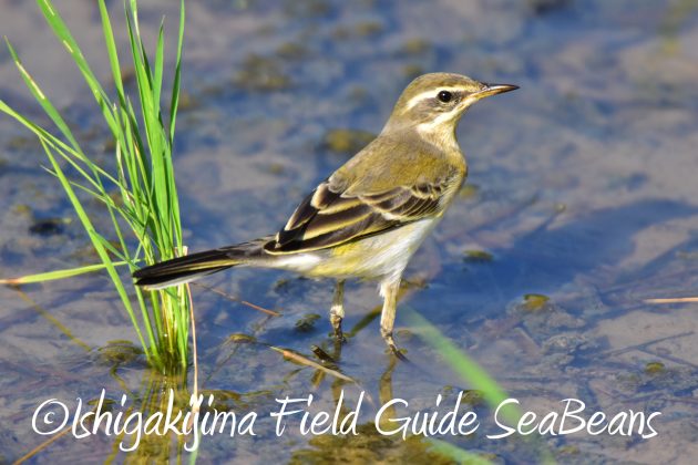 9月4日石垣島バードウオッチング&野鳥撮影ガイド5