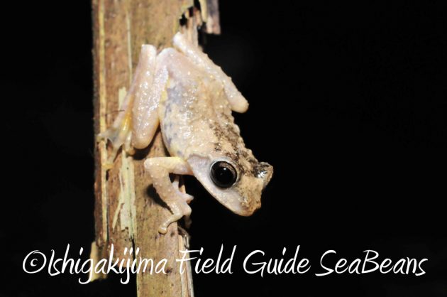 9%e6%9c%88%ef%bc%91%ef%bc%91%e6%97%a5%e7%9f%b3%e5%9e%a3%e5%b3%b6%e3%83%8a%e3%82%a4%e3%83%88%e3%83%84%e3%82%a2%e3%83%bc3