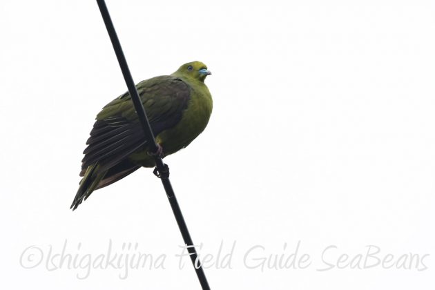 9%e6%9c%8821%e6%97%a5%e7%9f%b3%e5%9e%a3%e5%b3%b6%e3%83%90%e3%83%bc%e3%83%89%e3%82%a6%e3%82%aa%e3%83%83%e3%83%81%e3%83%b3%e3%82%b0%ef%bc%86%e9%87%8e%e9%b3%a5%e6%92%ae%e5%bd%b1%e3%82%ac%e3%82%a4