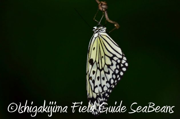 9%e6%9c%8812%e6%97%a5%e7%9f%b3%e5%9e%a3%e5%b3%b6%e3%83%8a%e3%82%a4%e3%83%88%e3%83%84%e3%82%a2%e3%83%bc3