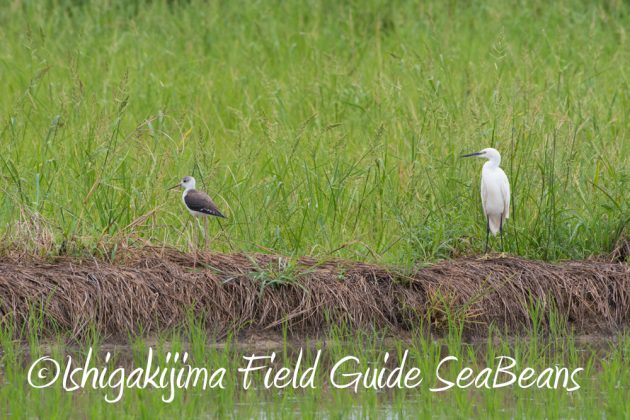 9%e6%9c%8810%e6%97%a5%e7%9f%b3%e5%9e%a3%e5%b3%b6%e3%83%90%e3%83%bc%e3%83%89%e3%82%a6%e3%82%aa%e3%83%83%e3%83%81%e3%83%b3%e3%82%b0%ef%bc%86%e9%87%8e%e9%b3%a5%e6%92%ae%e5%bd%b1%e3%82%ac%e3%82%a4