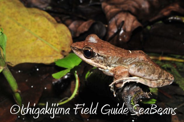 9%e6%9c%88%ef%bc%91%ef%bc%91%e6%97%a5%e7%9f%b3%e5%9e%a3%e5%b3%b6%e3%83%8a%e3%82%a4%e3%83%88%e3%83%84%e3%82%a2%e3%83%bc5