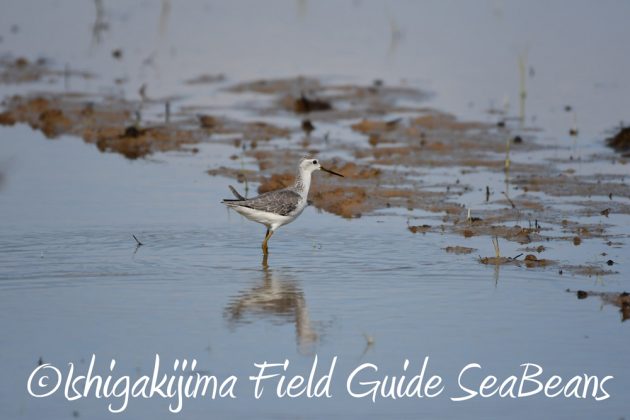 C-_Users_SeaBeans_Desktop_9月5日石垣島バードウオッチング＆野鳥撮影ガイド7