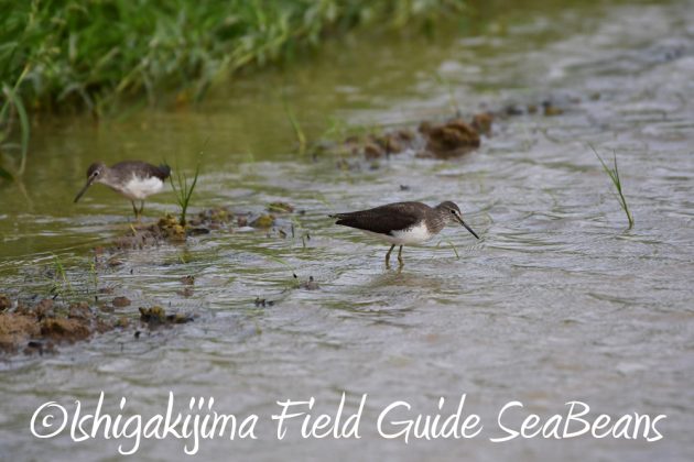 9%e6%9c%8826%e6%97%a5%e7%9f%b3%e5%9e%a3%e5%b3%b6%e3%83%90%e3%83%bc%e3%83%89%e3%82%a6%e3%82%aa%e3%83%83%e3%83%81%e3%83%b3%e3%82%b0%ef%bc%86%e9%87%8e%e9%b3%a5%e6%92%ae%e5%bd%b1%e3%82%ac%e3%82%a4