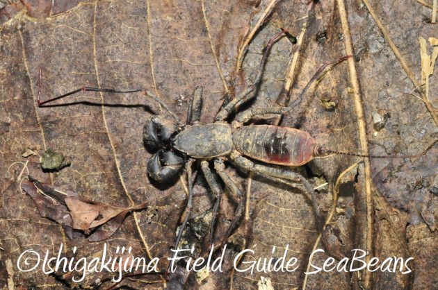 9%e6%9c%8810%e6%97%a5%e7%9f%b3%e5%9e%a3%e5%b3%b6%e3%83%8a%e3%82%a4%e3%83%88%e3%83%84%e3%82%a2%e3%83%bc14