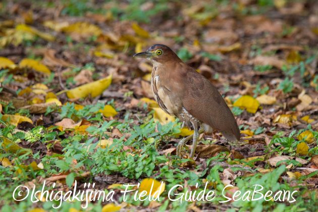 9月3日石垣島バードウオッチング＆野鳥撮影ガイド21