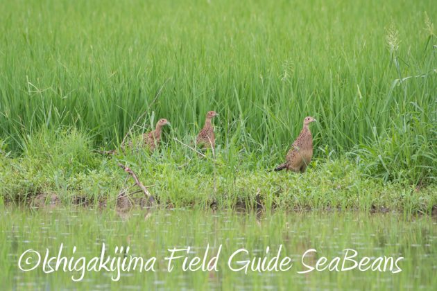 9%e6%9c%8810%e6%97%a5%e7%9f%b3%e5%9e%a3%e5%b3%b6%e3%83%90%e3%83%bc%e3%83%89%e3%82%a6%e3%82%aa%e3%83%83%e3%83%81%e3%83%b3%e3%82%b0%ef%bc%86%e9%87%8e%e9%b3%a5%e6%92%ae%e5%bd%b1%e3%82%ac%e3%82%a4